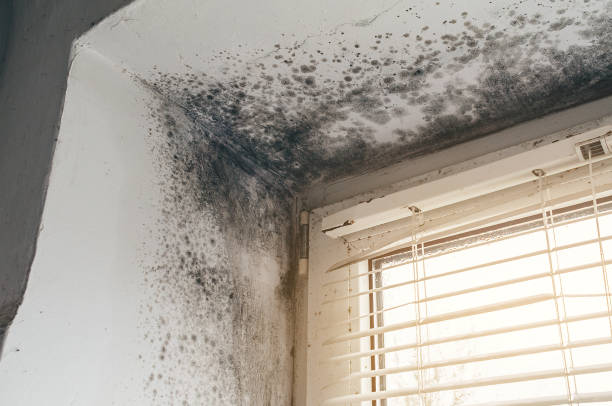 Affordable Mold Removal solutions in Nederland, CO